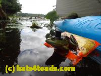 /home//u458753944/public_html/sourcegallery///Frogs/Bullfrogs 2016-08 Ontario/P8140146.JPG